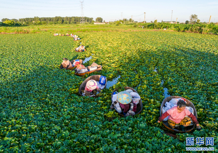 江苏泰州：菱角丰收采摘忙