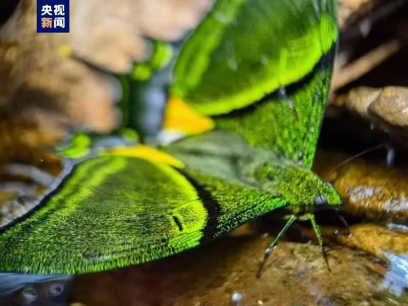 江西是個好地方丨首次發現“蝶中皇后”結伴吸水，就在井岡山