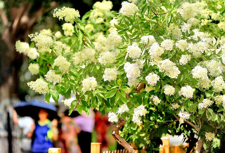 醉龙江|绣球花绽放 为夏日冰城再添一道美景