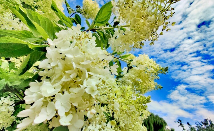 醉龙江|绣球花绽放 为夏日冰城再添一道美景