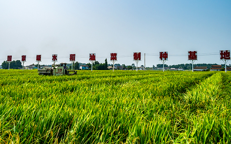 Luojiang, Deyang: Seed Rice Paints a Golden Canvas, Rural Revitalization Echoes with the Song of Harvest_fororder_National Seed Production Base for Rice and Rapeseed