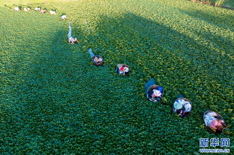 江苏泰州：菱角丰收采摘忙