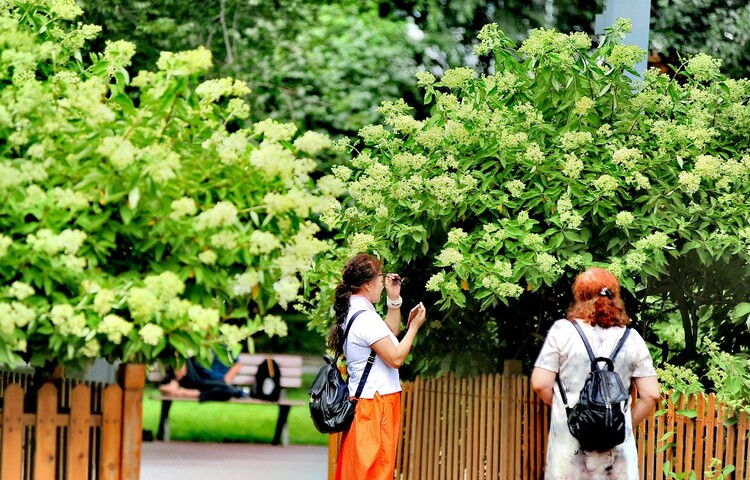 醉龍江|繡球花綻放 為夏日冰城再添一道美景