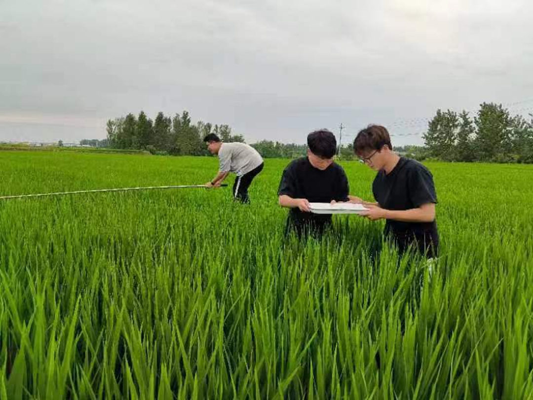 蚌埠市五河县：科技赋能 力促秋粮增产丰收_fororder_图片1