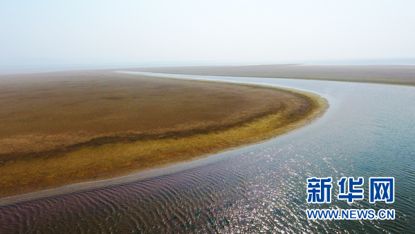 【先不签】航拍湖北网湖湿地：候鸟的家