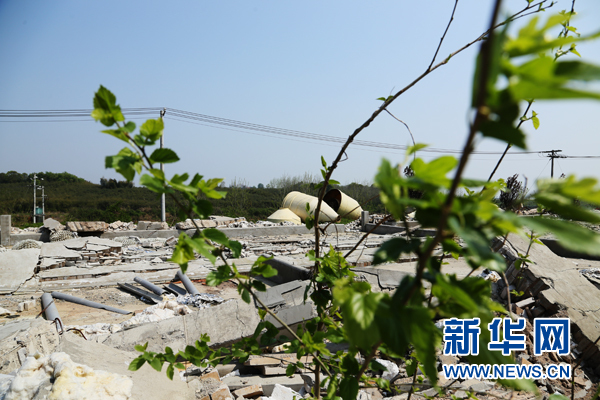 【先不签】航拍湖北网湖湿地：候鸟的家