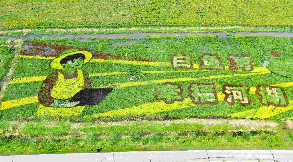 醉龙江│美丽稻田画 带火乡村游