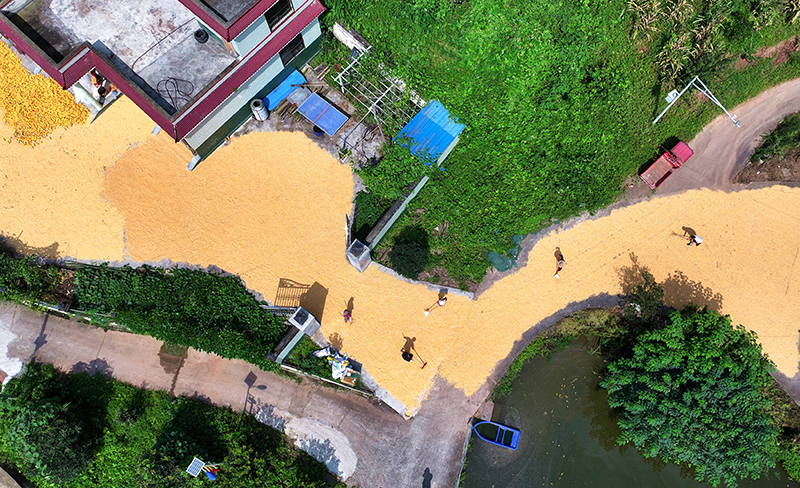 复苏的步伐｜眉山仁寿：天气好　晒粮忙_fororder_图片-3