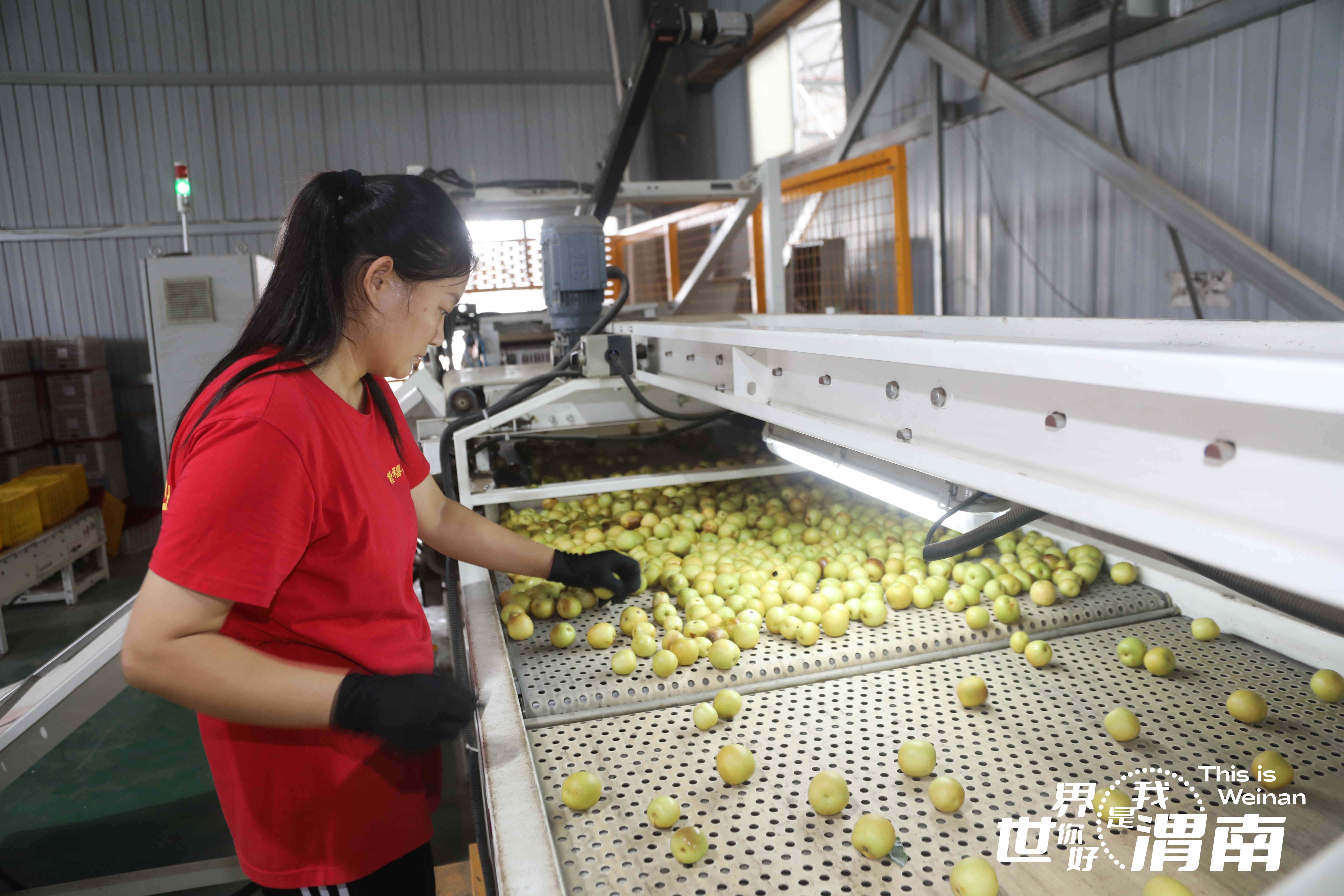 【镜观陕西·31期】陕西渭南：硕果飘香 喜迎丰收_fororder_图片3