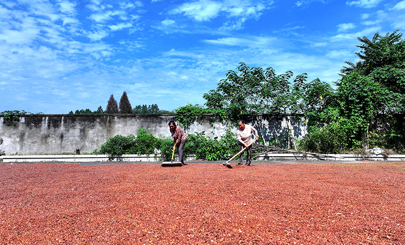 复苏的步伐｜眉山仁寿：天气好　晒粮忙_fororder_图片-4