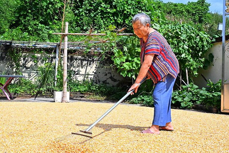 复苏的步伐｜眉山仁寿：天气好　晒粮忙_fororder_图片-1