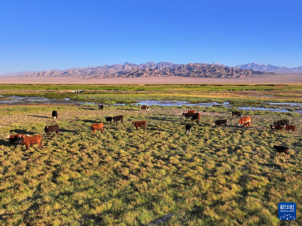 【大美甘肃】甘肃酒泉阿克塞：生机勃勃苏干湖_fororder_2