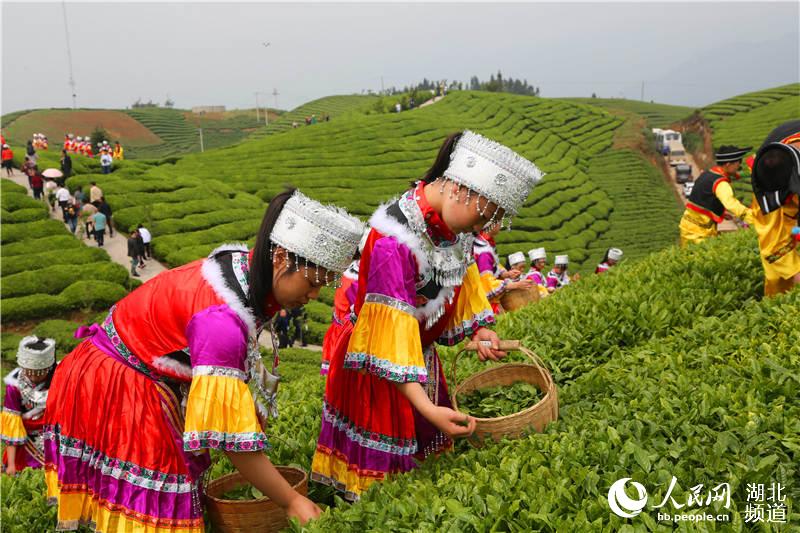 湖北鹤峰：茶旅融合助推“百亿茶产业”发展