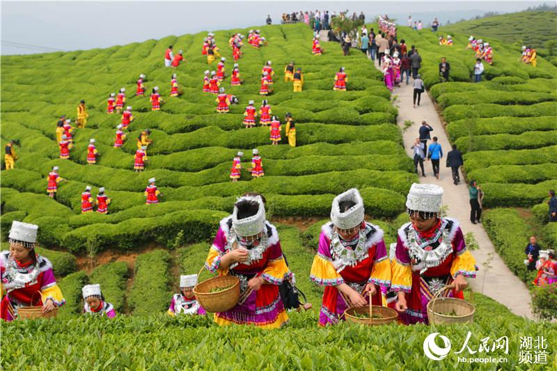 湖北鹤峰：茶旅融合助推“百亿茶产业”发展