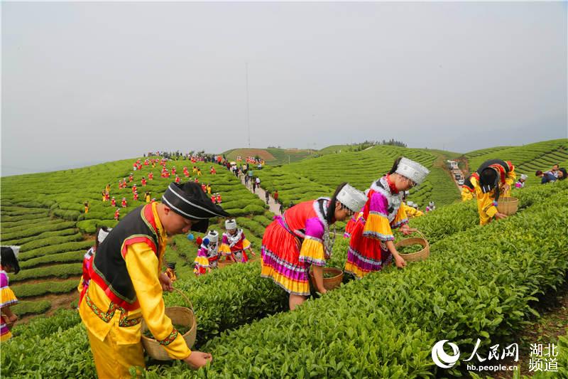 湖北鶴峰：茶旅融合助推“百億茶産業”發展