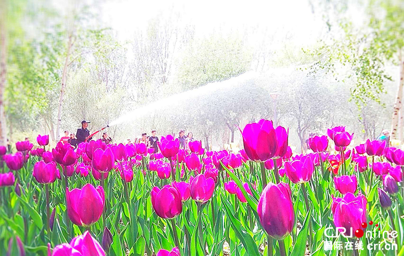 03【吉林】【原创】【图说吉林】【CRI看吉林(标题)】【白山松水(标题+摘要)】【关东黑土(长春)】【移动版(图)】 【组图】长春公园郁金香花绽放 03【吉林】【原创】【图说吉林】【CRI看吉林(标题)】【白山松水(标题+摘要)】【关东黑土(长春)】【移动版(图)】 【组图】长春公园郁金香花绽放