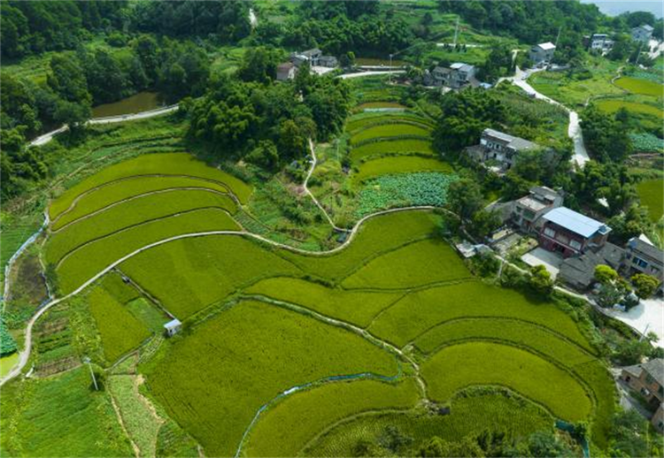 重庆巴南：村民自治 共建宜居巴适小院_fororder_图片1