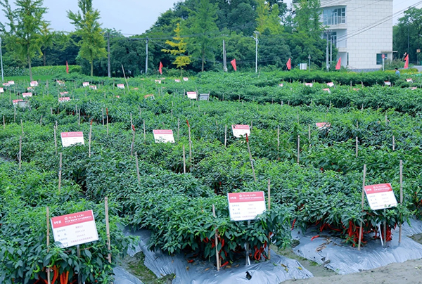 第三届“郫县豆瓣”全产业（辣椒）博览会在成都郫都区安德街道举行  Third "Pixian Douban" Full-Industrial (Chili) Expo Held in An’de Street, Pidu District, Chengdu_fororder_图片 2