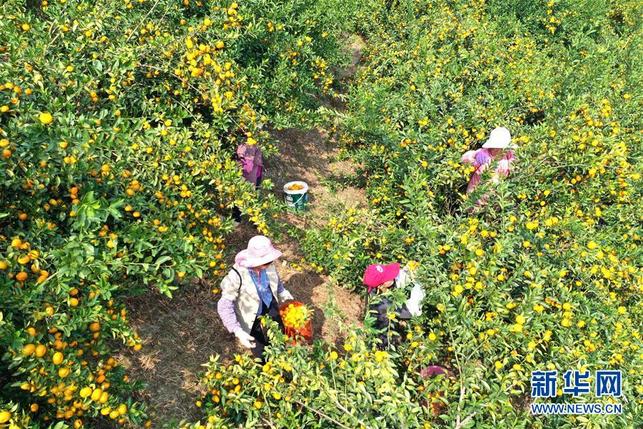 广西鹿寨：小柑桔撑起脱贫致富大产业