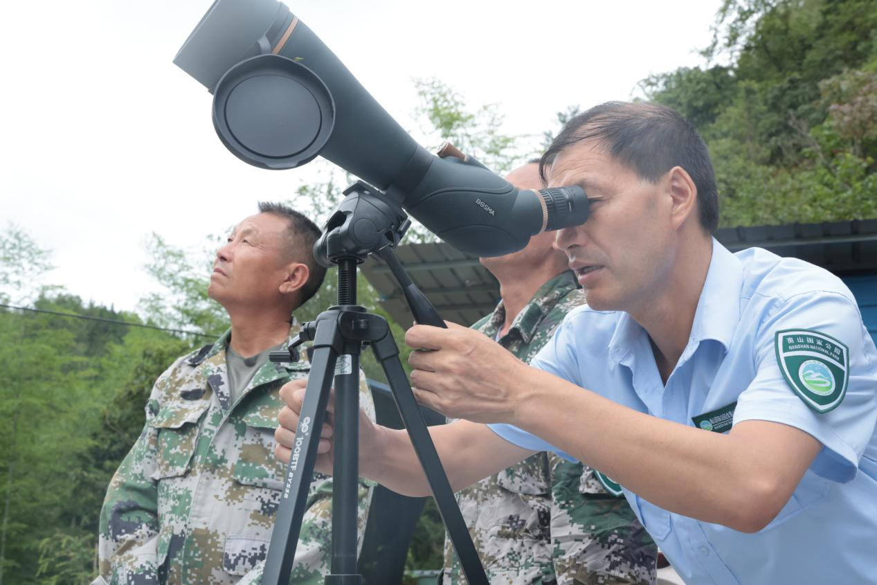 湖南南山國家公園候選區：“植物活化石”資源冷杉結數百顆碩果_fororder_圖片5