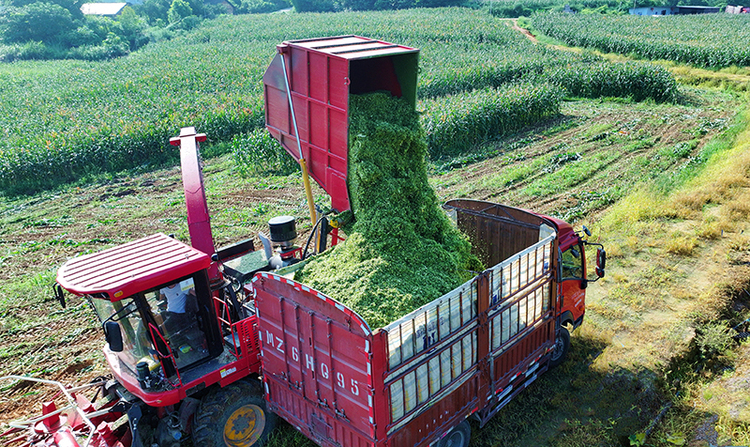 眉山仁寿:青贮玉米收获忙 产业模式助力农民增收