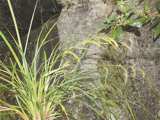 廣西新物種何以井噴式現世