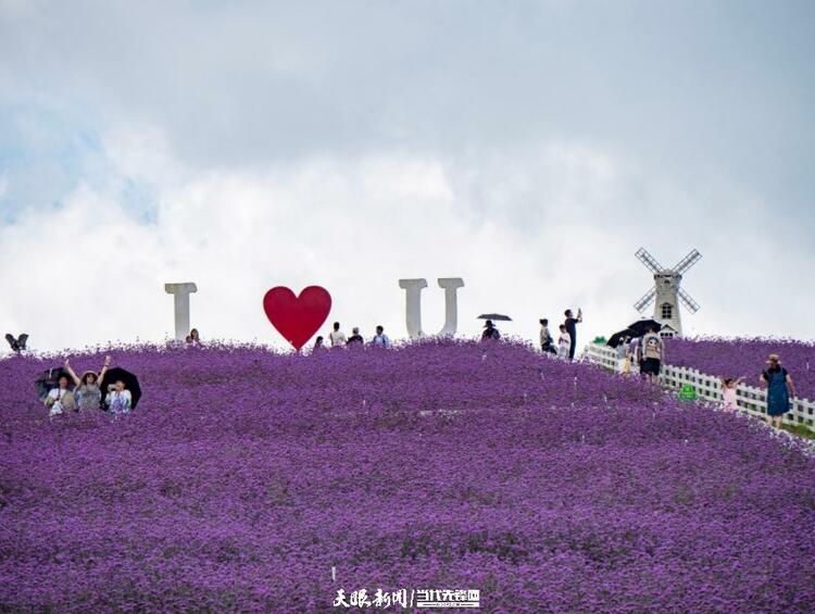 貴陽花溪高坡：紫色花海如夢如幻