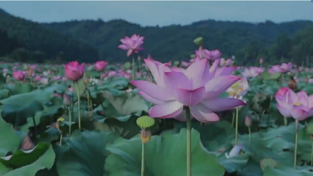 The lotus flowers in Chongren burst into bloom, inviting you to enjoy them_fororder_企業微信截圖_20240807114253