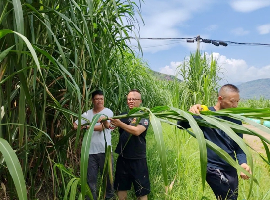 貴州六盤水市水城區：農技人員“傳經送寶” 助推牧草産業提質增效_fororder_640 (1)