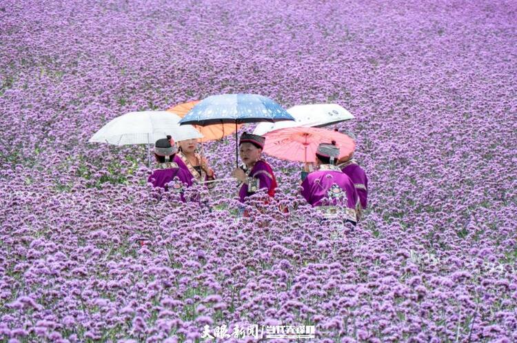 贵阳花溪高坡：紫色花海如梦如幻