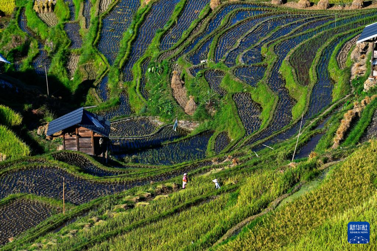 贵州从江：梯田初秋