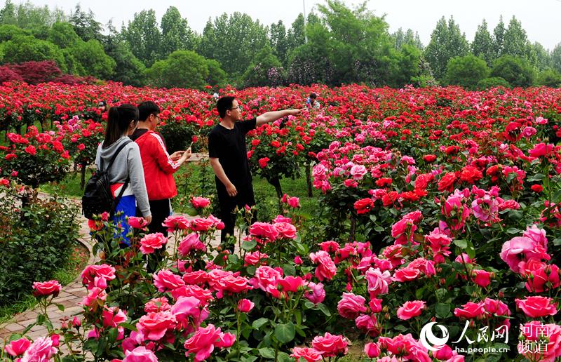 郑州月季批发基地图片