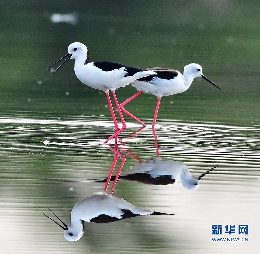 這些水鳥成群地活躍在海岸附近的淺層淡水或鹽水中,時而飛到水中嬉戲