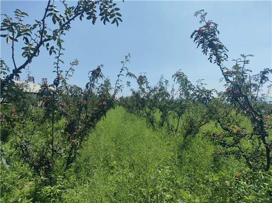 三门峡市渑池县发展道地药材 开辟致富新路