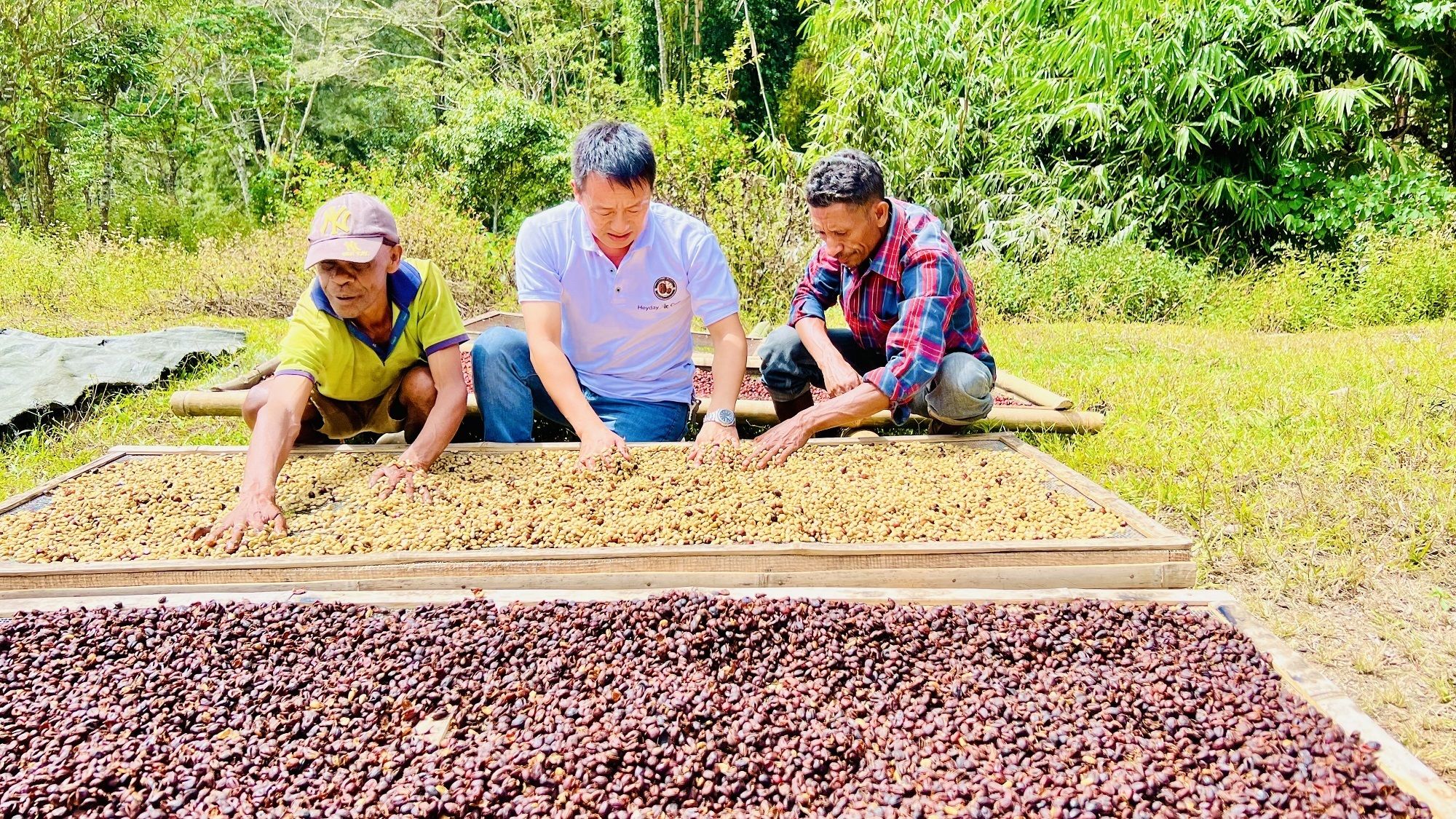 资讯有故事丨从种子到杯子 中国助力东帝汶咖啡香飘世界