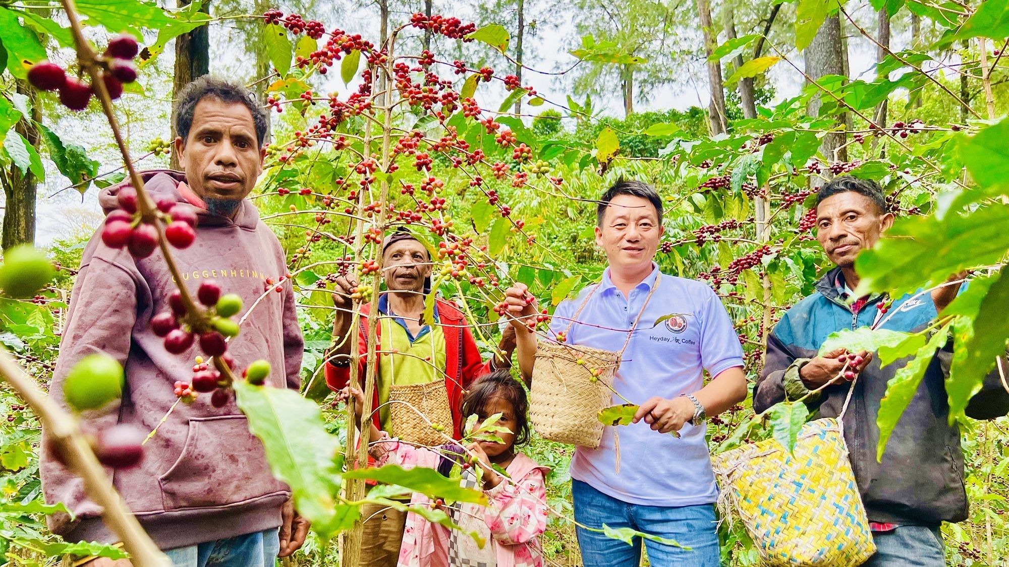 资讯有故事丨从种子到杯子 中国助力东帝汶咖啡香飘世界