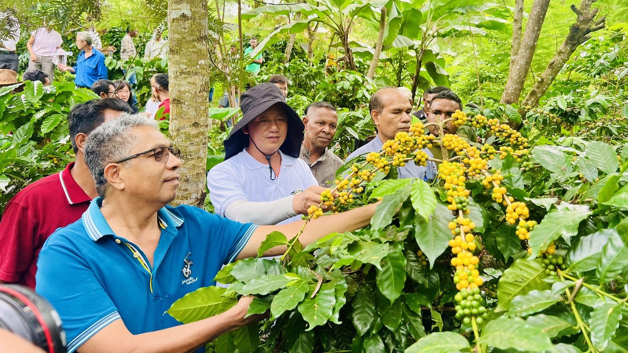 资讯有故事丨从种子到杯子 中国助力东帝汶咖啡香飘世界