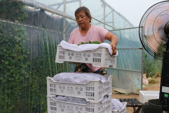 河北青县：玫瑰香葡萄迎丰收 特色种植助力乡村振兴_fororder_（2024.8.12国际在线图片新闻）河北青县：玫瑰香葡萄迎丰收 特色种植助力乡村振兴538