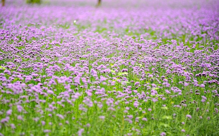 醉龙江｜哈尔滨群力江畔 紫色花海美如画