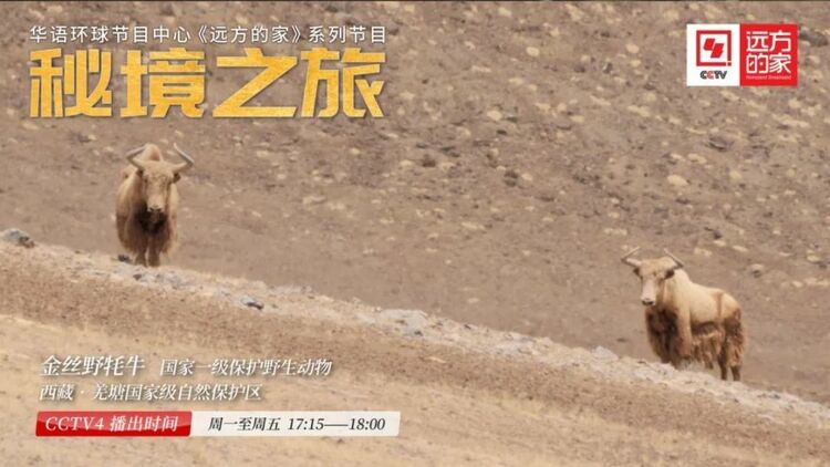 《秘境之旅》：探寻无人区的生命奇迹