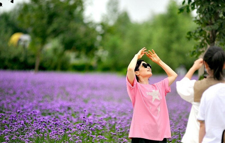 醉龙江｜哈尔滨群力江畔 紫色花海美如画