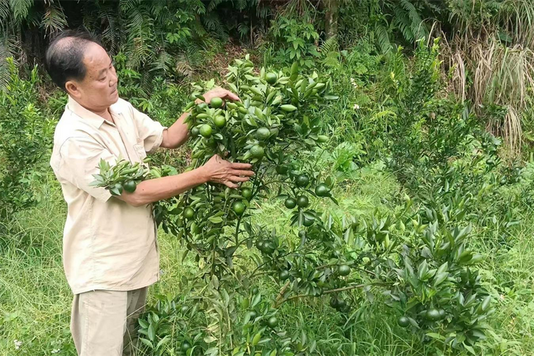 廣西興業：小青柑喜獲大豐收_fororder_圖片9