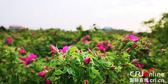 【上海】【专稿专题】2018希茜庄园玫瑰节于崇明举行