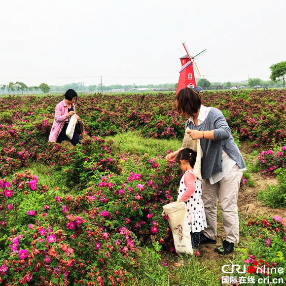 【上海】【专稿专题】2018希茜庄园玫瑰节于崇明举行