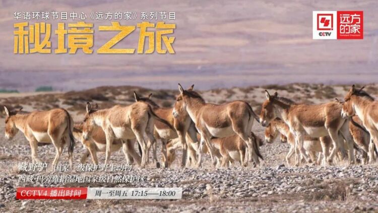 《秘境之旅》：探寻无人区的生命奇迹