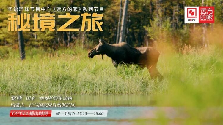 《秘境之旅》：探寻无人区的生命奇迹