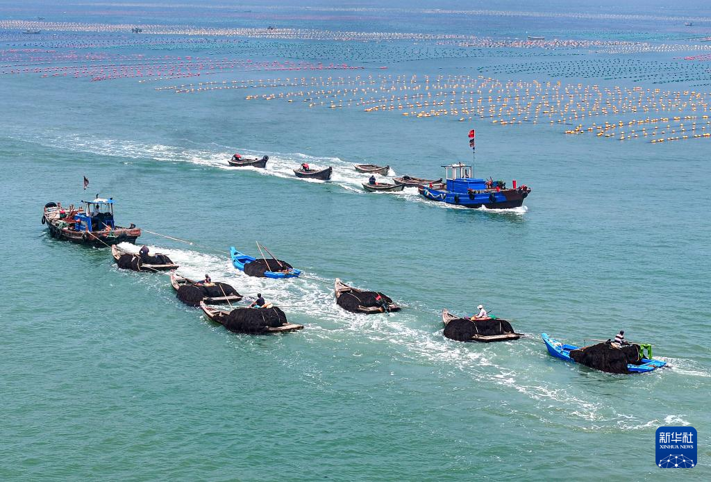 山東榮成:收穫“致富菜”_fororder_1