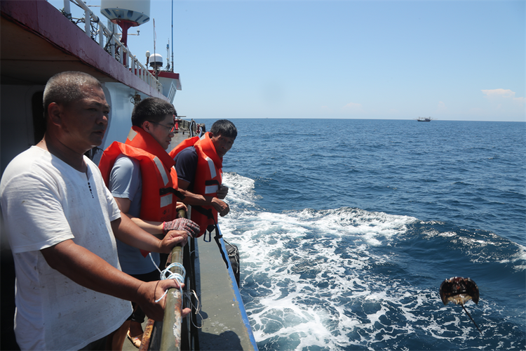 國家二級保護動物中華鱟放歸北部灣_fororder_圖片5