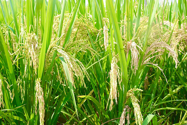 自贡市贡井区桥头镇：“稻虾轮作”模式焕发土地新生_fororder_图片-1