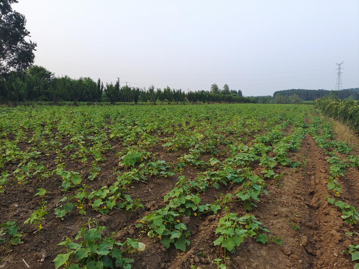 走读龙江|黑龙江省桦南县：党建引领绘就乡村振兴好“钱”景_fororder_图片1